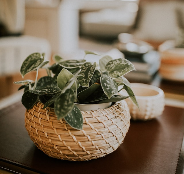 Indoor Plants - Inspiration