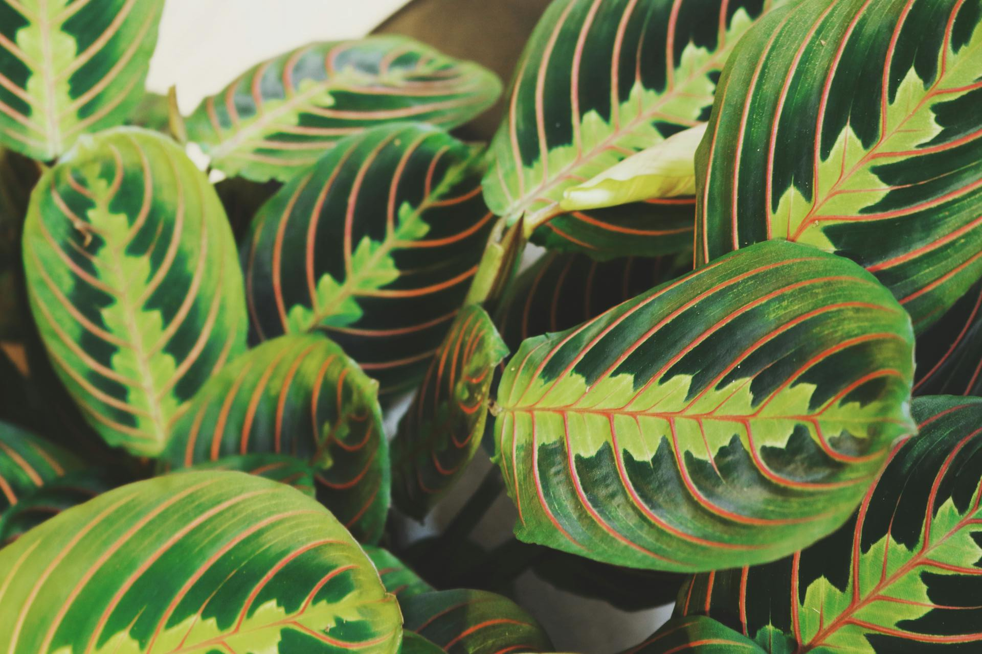 Prayer Plant