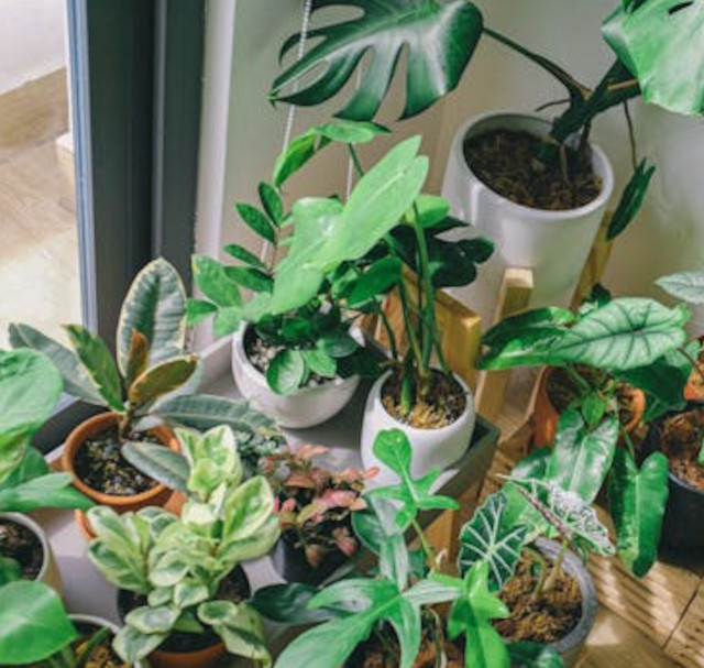 Indoor plants