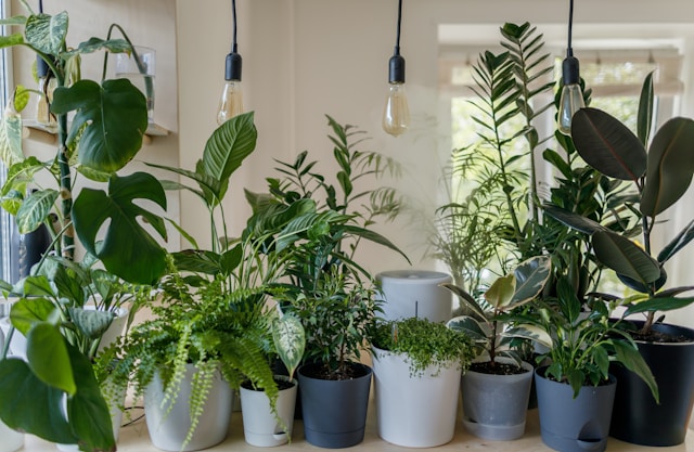 Indoor plants