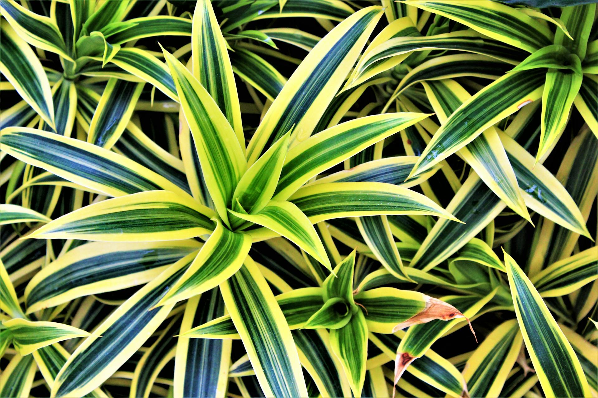 A beautiful Dracaena plant with vibrant green and red leaves