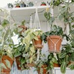 Hanging Baskets for Plants