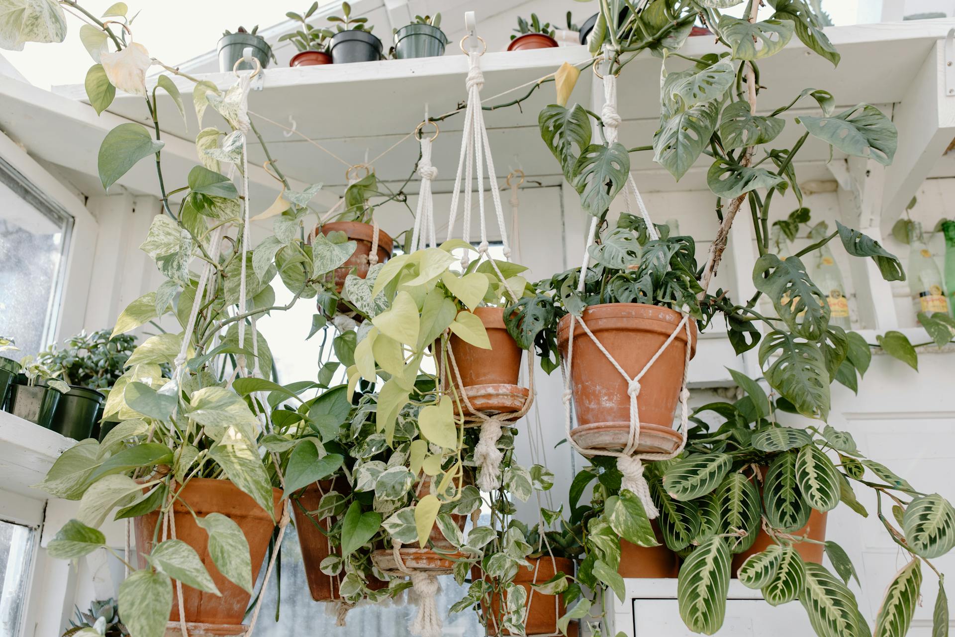 Hanging Baskets for Plants