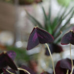 Butterfly Plant with vibrant leaves, a stunning addition to any indoor plants collection