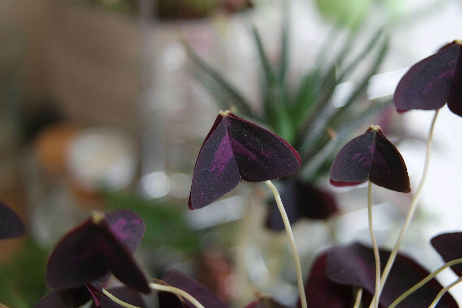 Butterfly Plant with vibrant leaves, a stunning addition to any indoor plants collection