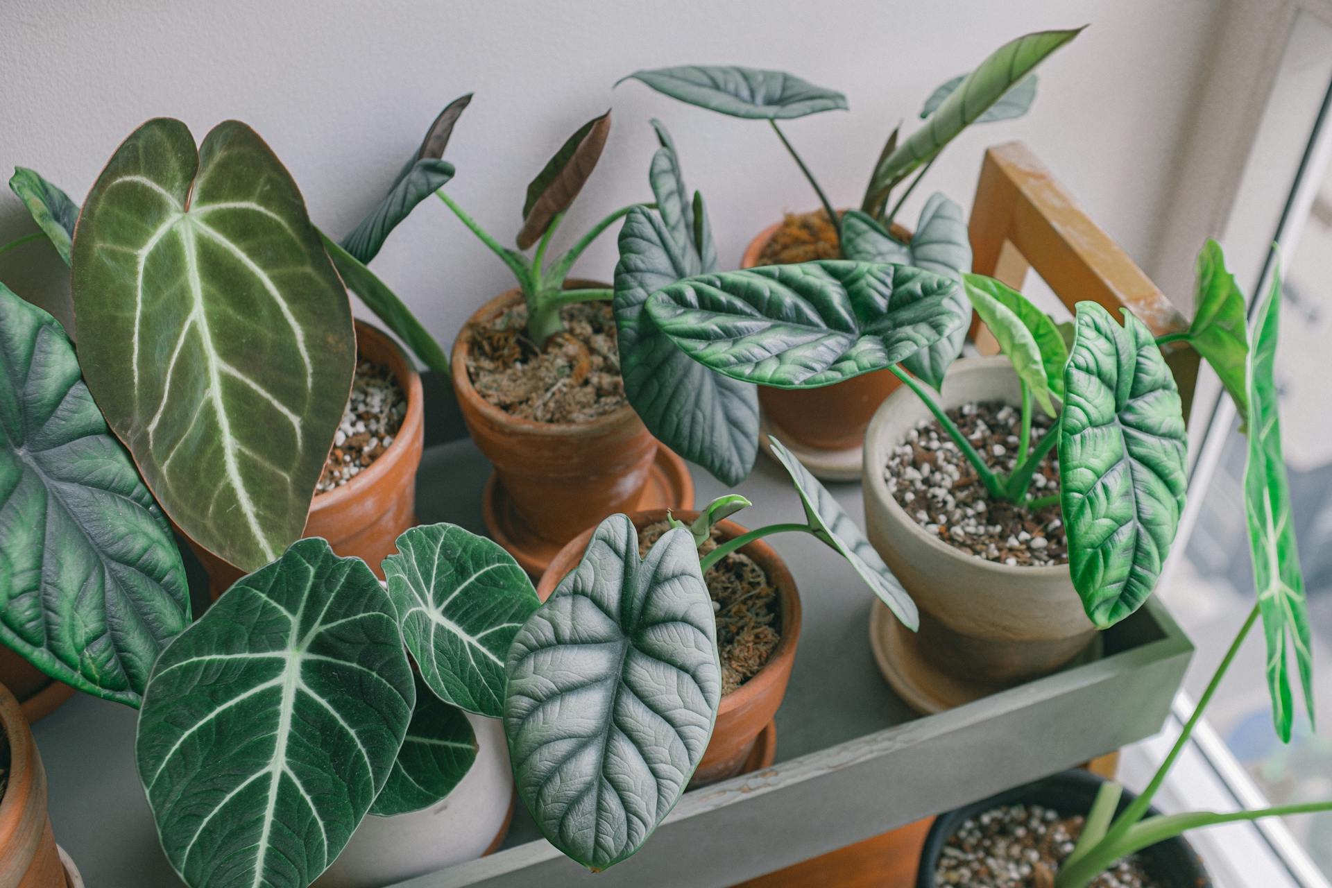 Elephant Ear plant with large, green leaves in a tropical setting