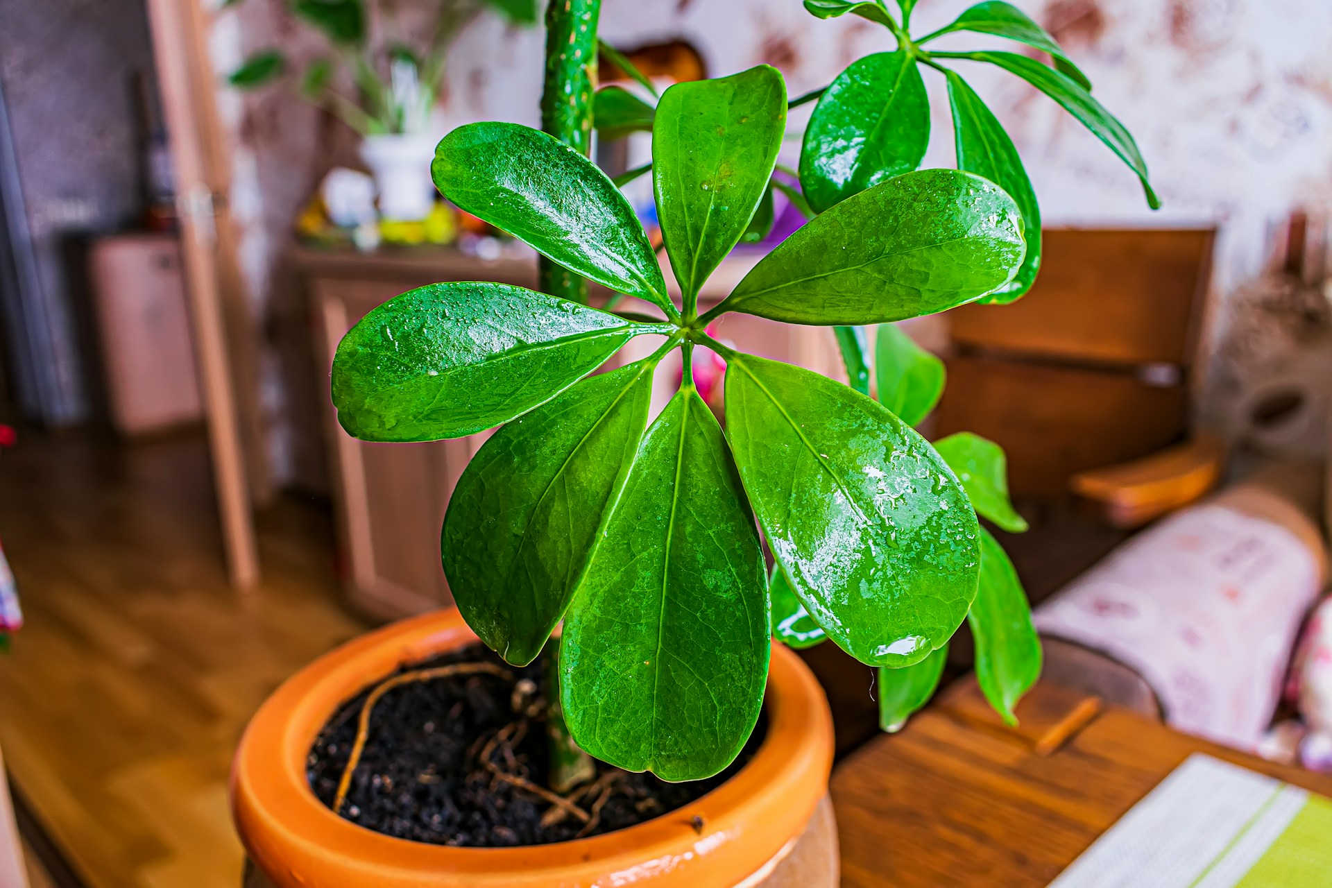 umbrella plant